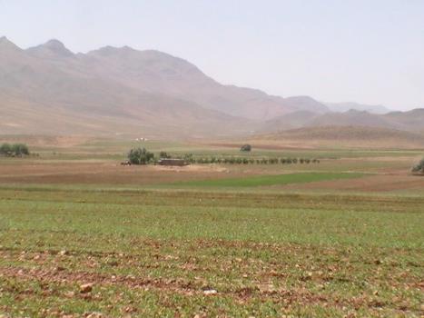 خشكسالی 38 هزار هكتار از دیمزارهای غلات خراسان شمالی را نابود كرد