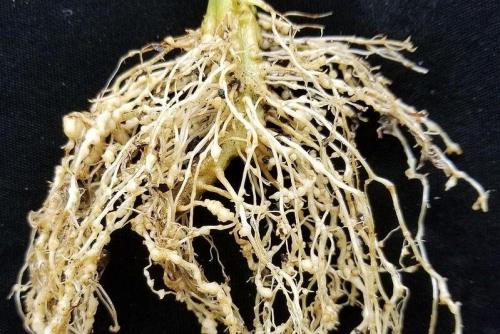 كشف ژن های جدید راهگشای تولید محصولات مقاوم در مقابل خشكسالی