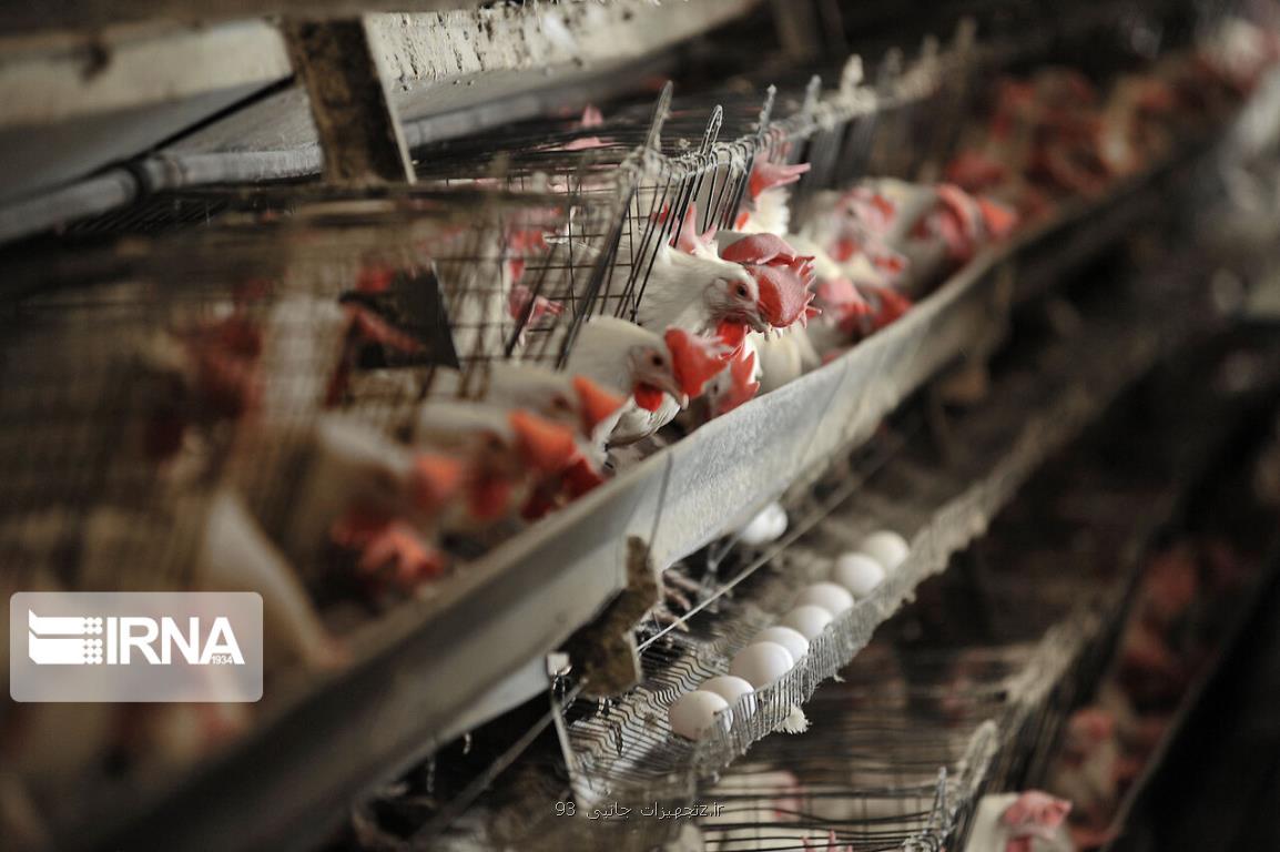 واردات ۵۰ هزار تن مرغ تنظیم بازاری تصویب گردید
