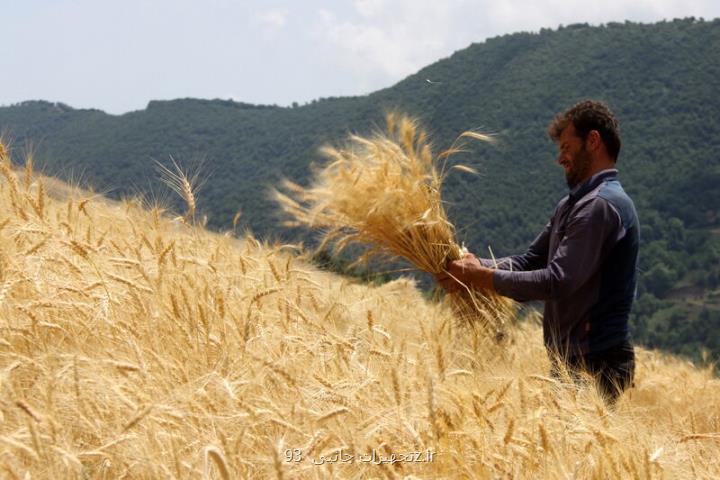 ۲۲ هزار میلیارد تومان پول گندمکاران پرداخت گردید