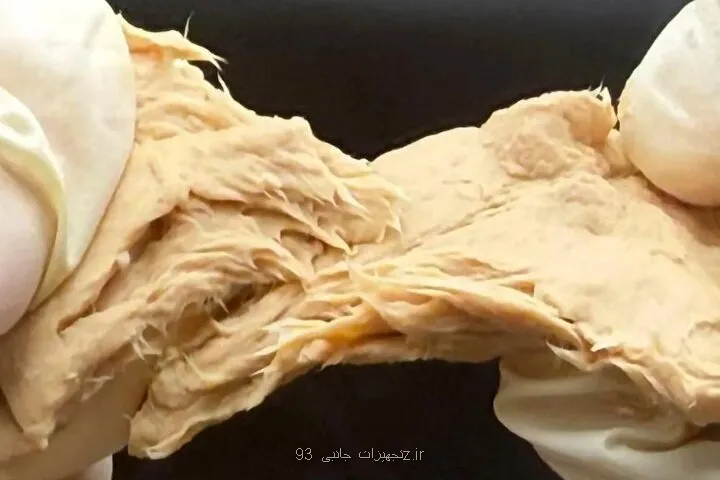 قارچی که انتشار گازهای گلخانه ای را می کاهد و طعم گوشت دارد