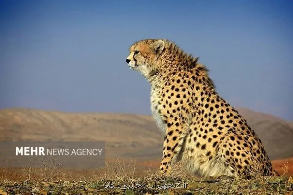 یوزپلنگ آسیایی زیر چتر فناوری