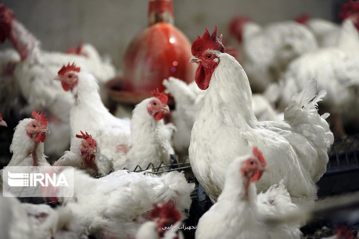 هدف گذاری برای خودكفایی در تولید مرغ اجداد و مادری در سال جهش تولید
