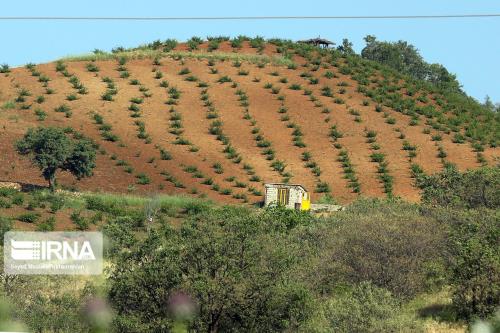 غرس ۲۰ میلیون اصله نهال در پنج ناحیه رویشی جنگلی كشور هدفگذاری شد